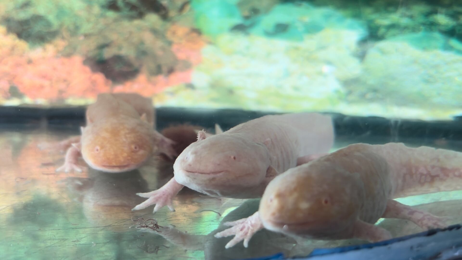 Ajolotario, Xochimilco México