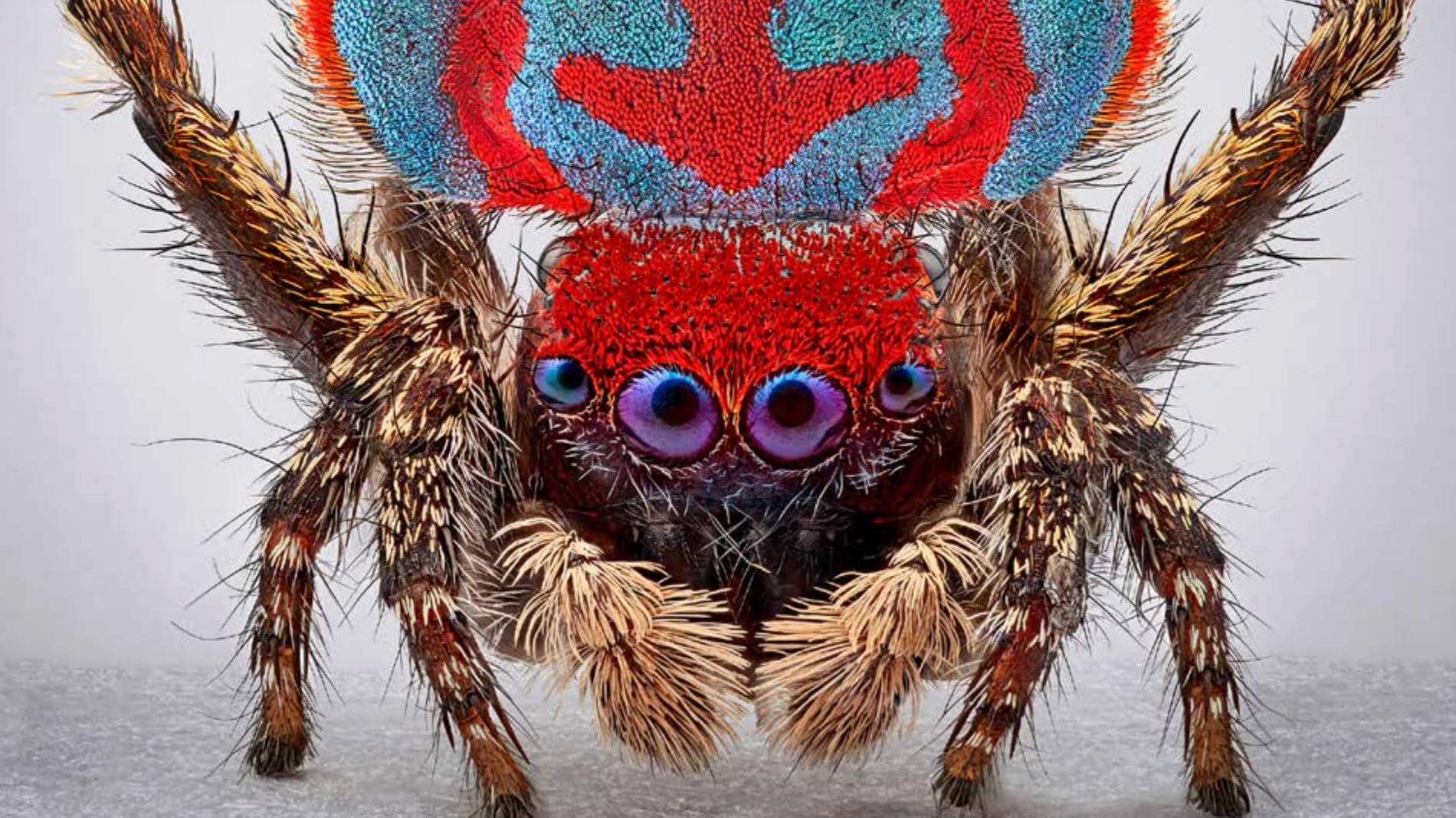 Bienal Internacional de Arte y Ciudad BOG25