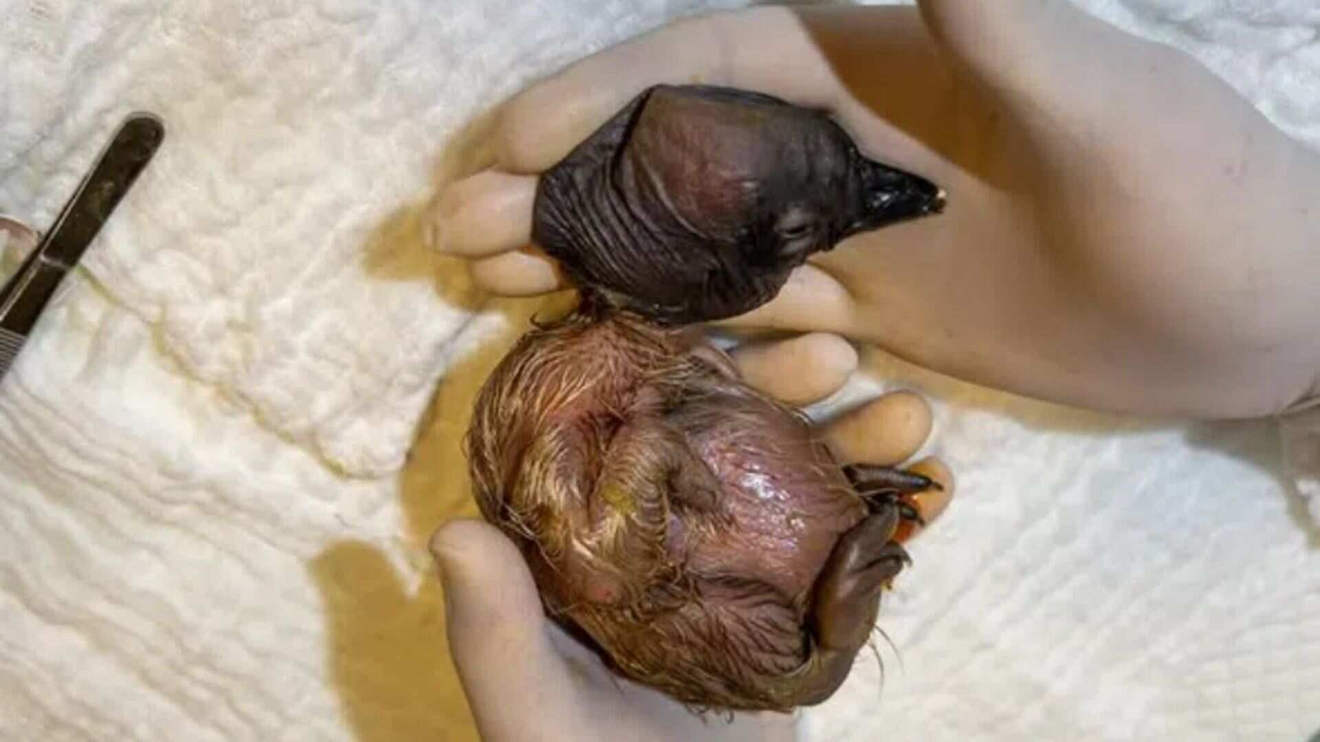 Ámbar, tercer cóndor andino nacido en el Parque Jaime Duque