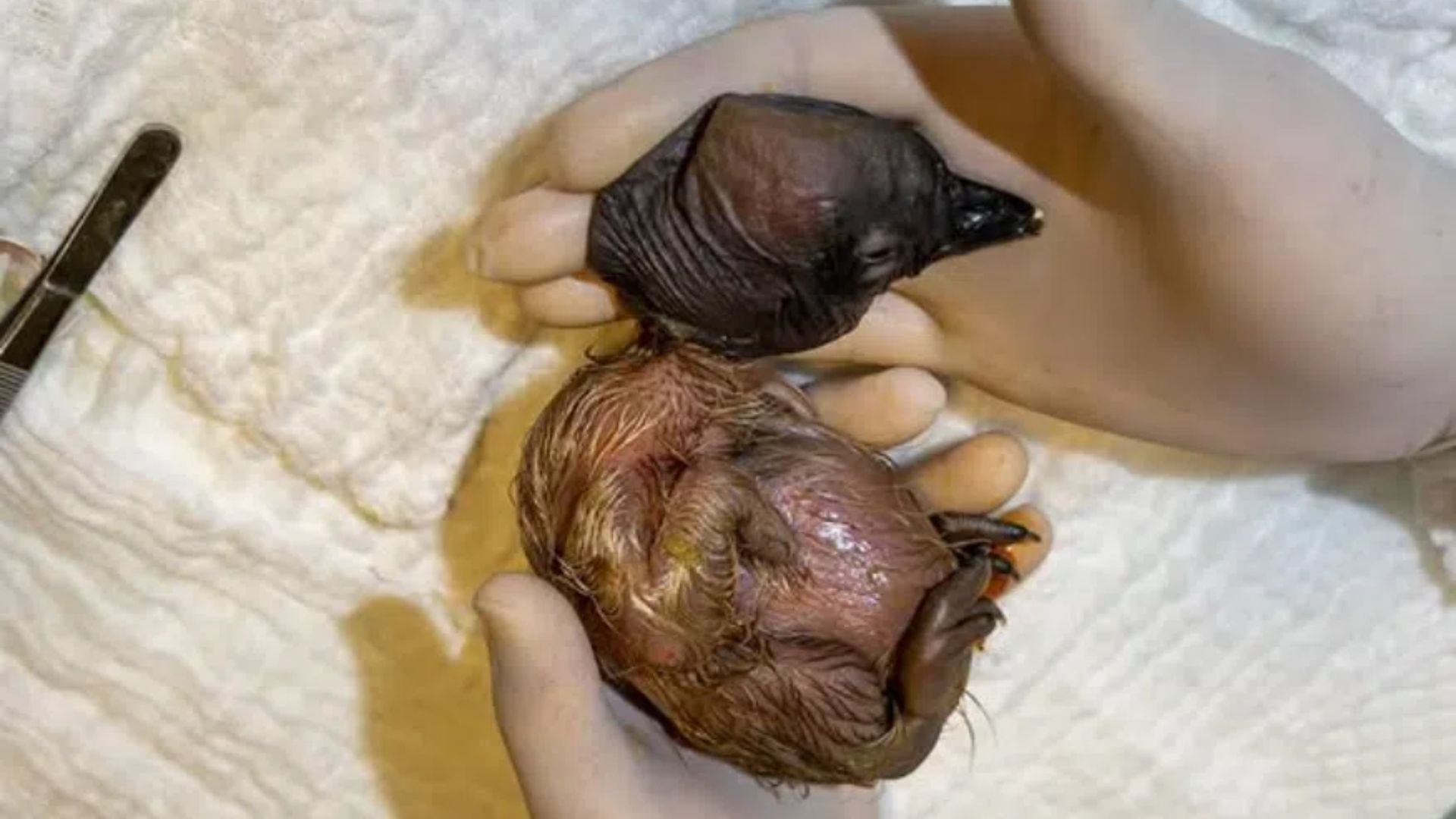 Ámbar, tercer cóndor andino nacido en el Parque Jaime Duque