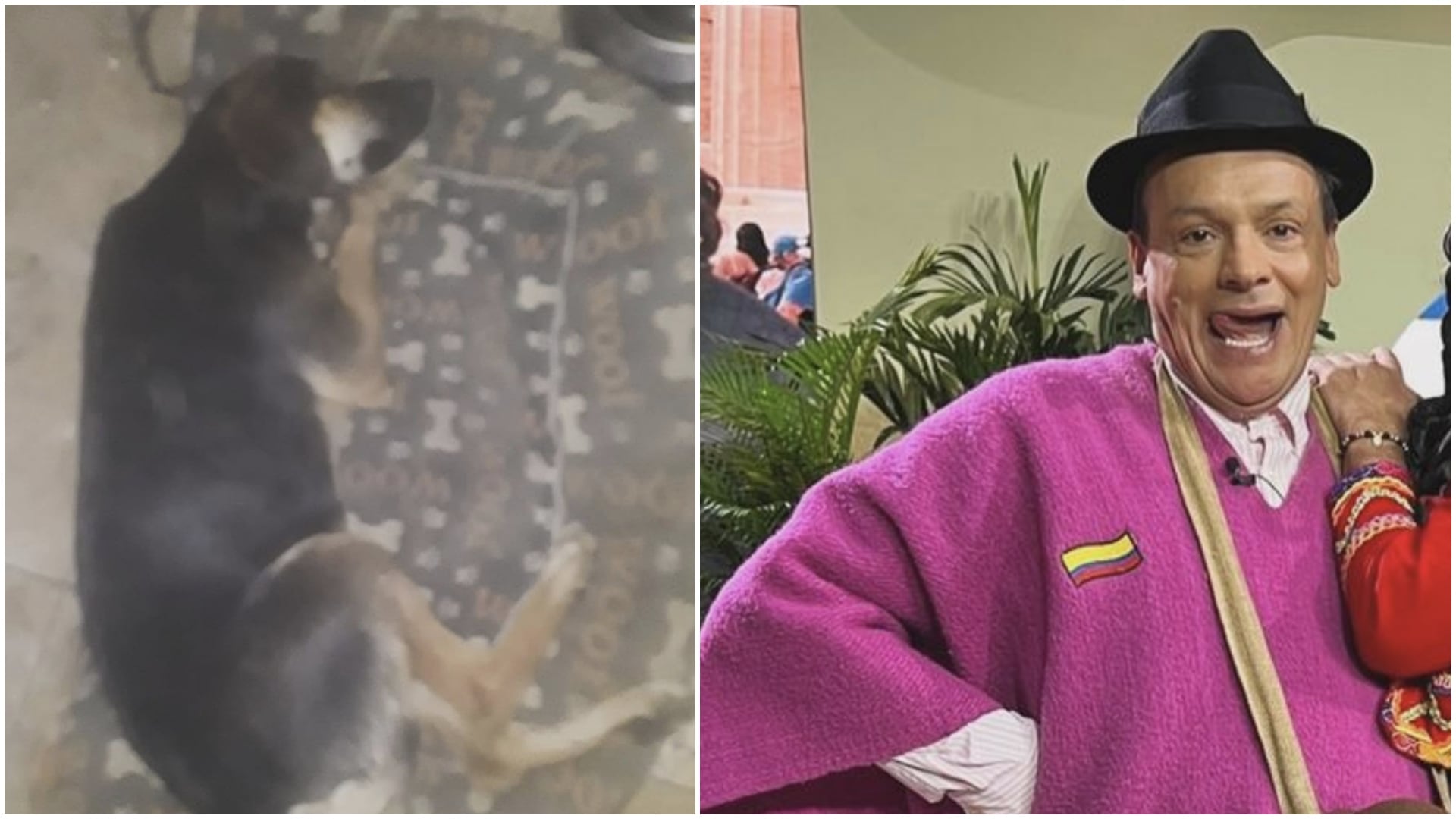 “Son seres vivos que también sienten”: Don Jediondo denunció que le están envenenando sus mascotas en Sutamarchán (Redes sociales)