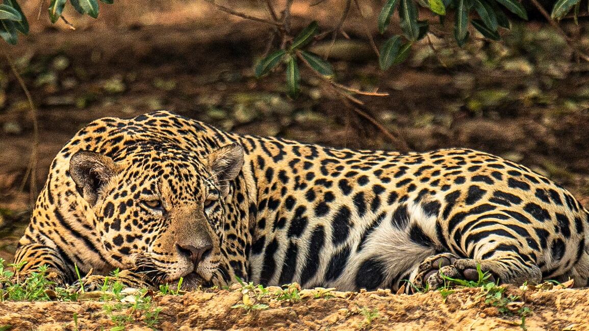 Ataques de jaguar que dejan dos muertos tienen en alerta máxima a Boyacá