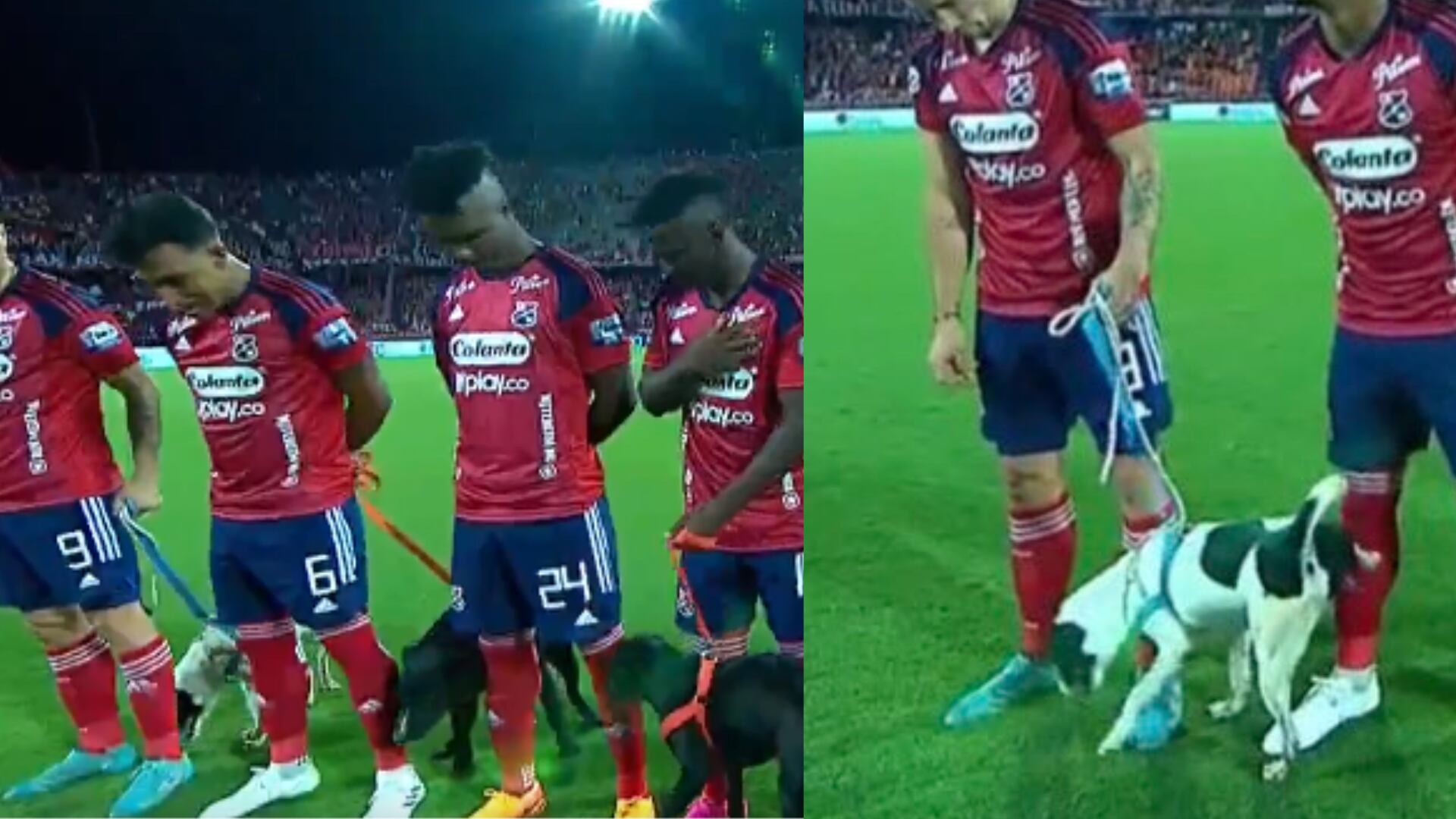 Perro ‘hizo del cuerpo’ en la cancha justo antes del partido Medellín vs. Junior