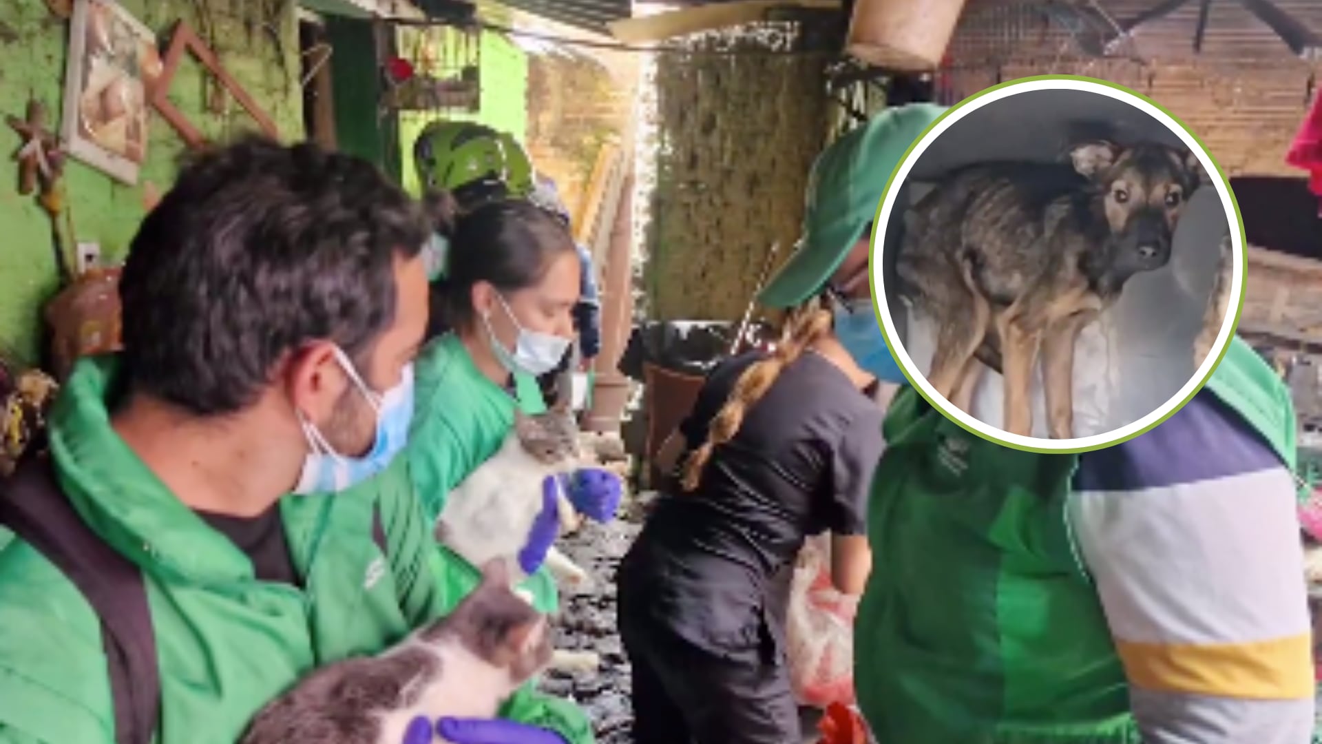 Rescatan a más de 30 animales que se encontraban en situación de maltrato y abandono en Bogotá