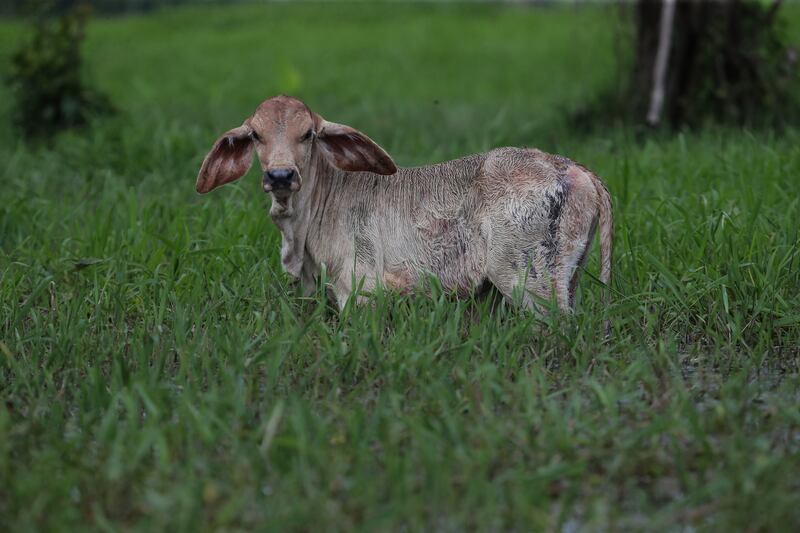 Ciénaga de Ayapel, en Córdoba, zona que hace parte del sistema hídrico de La Mojana, al norte de Colombia.