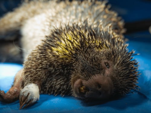 Tragedia en vías de Cundinamarca: más de 90 animales silvestres murieron atropellados en 2025