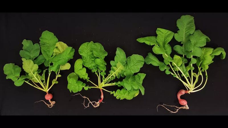 Rábanos cultivados en suelo basado en regolito basáltico