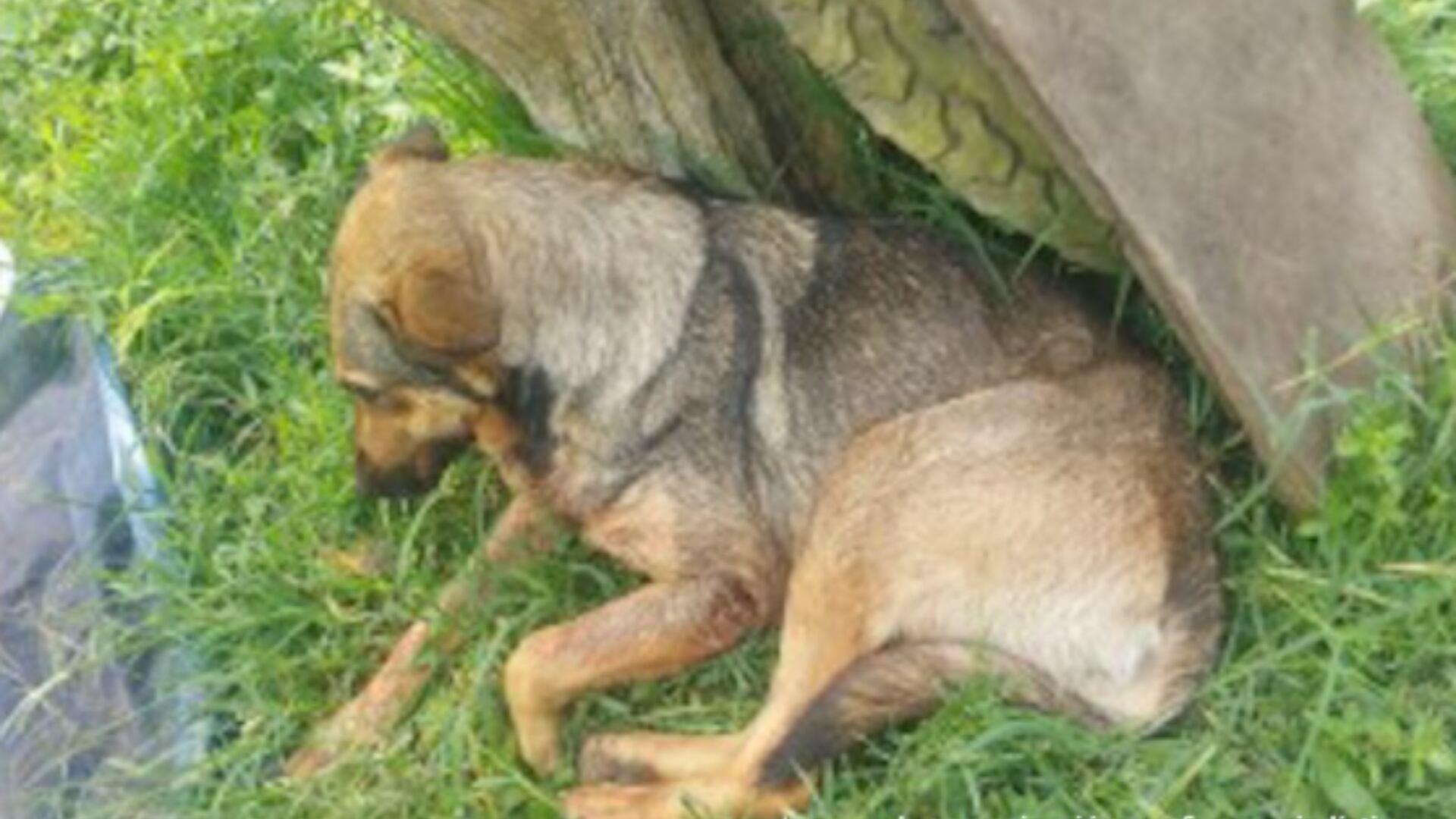 Condena por maltrato animal a tres personas quienes ocasionaron la muerte de dos perros.