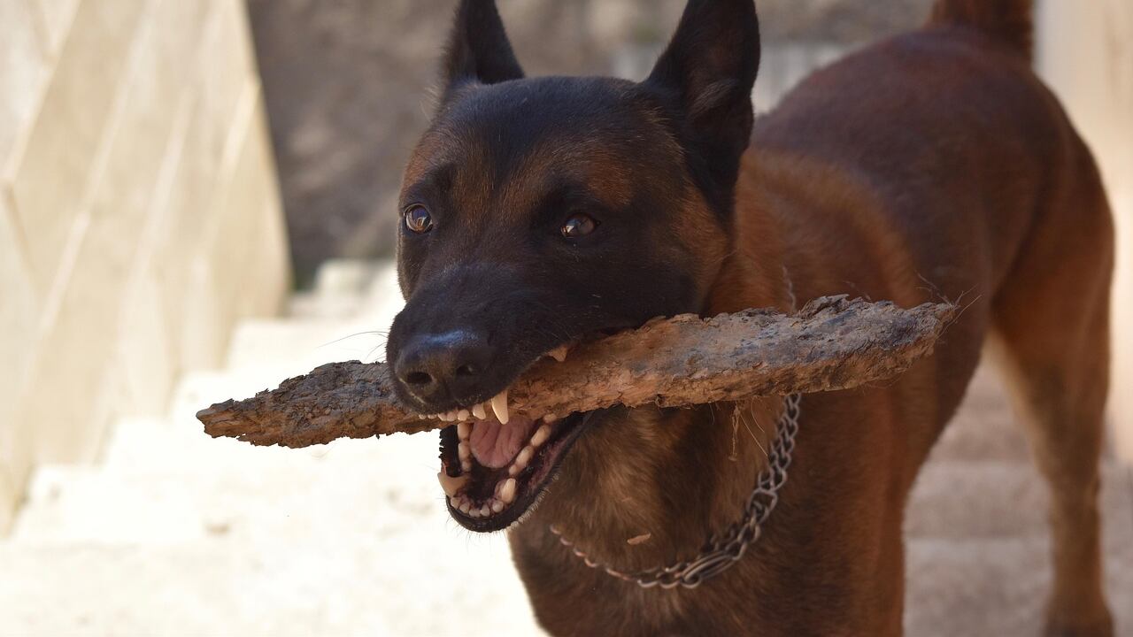 Perro mordiendo un palo