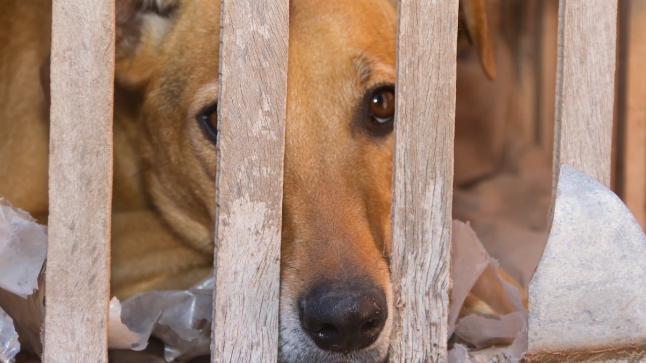 penas más severas para el maltraro animal