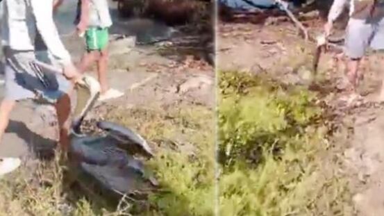 En la Ciénaga de Mallorquín cazan alcatraces y venderían su carne para hacer chuzos, en Barranquilla.