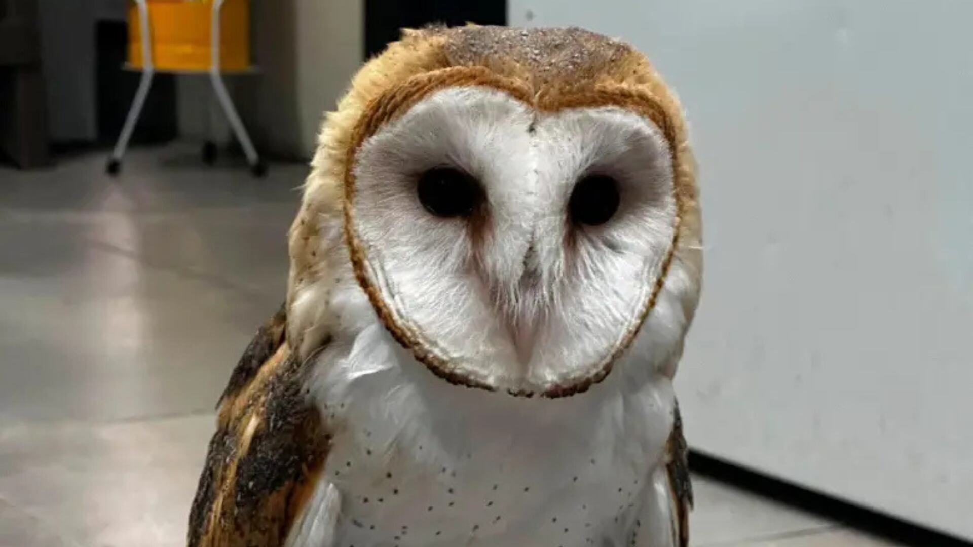 Una lechuza vuelve a tener esperanza tras siete meses de cautiverio en el Valle de Aburrá