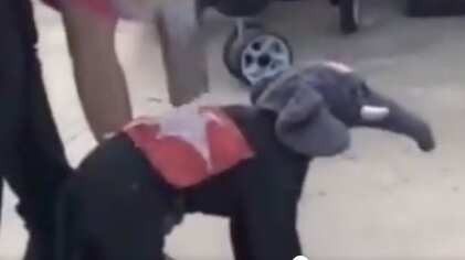 perrito disfraz de elefante pantallazo tomado de twitter