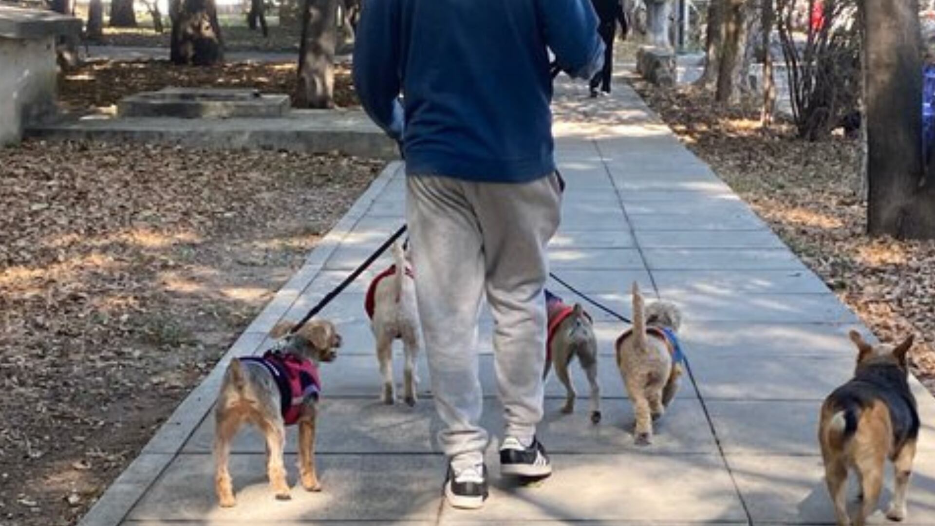 Ley Kiara en Colombia: nuevas reglas para paseadores de perros y protección de mascotas en 2025 ¿Se les acabó el negocio?