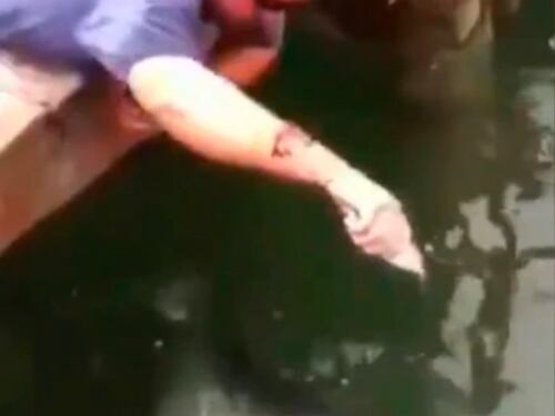 Extraña criatura ataca a turista que alimentaba peces