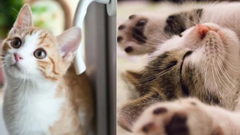 Gatos: ¿Qué hacer si mi gato deja de orinar?