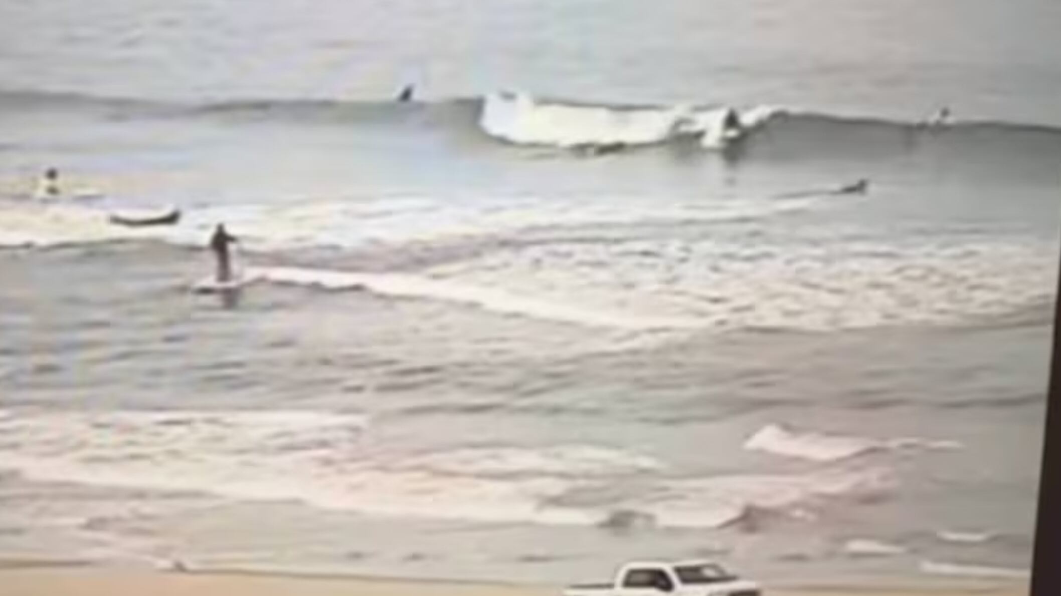 Tiburón saltó del agua y golpeó la cara de un surfista