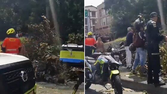 Árbol que se desplomó tenía orden de tala en Medellín