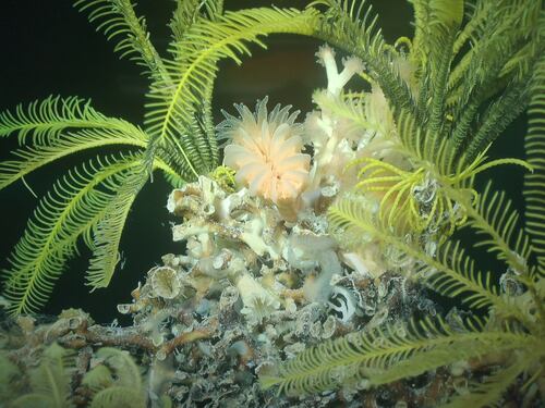 Expedición internacional descubre más de un centenar de nuevas especies