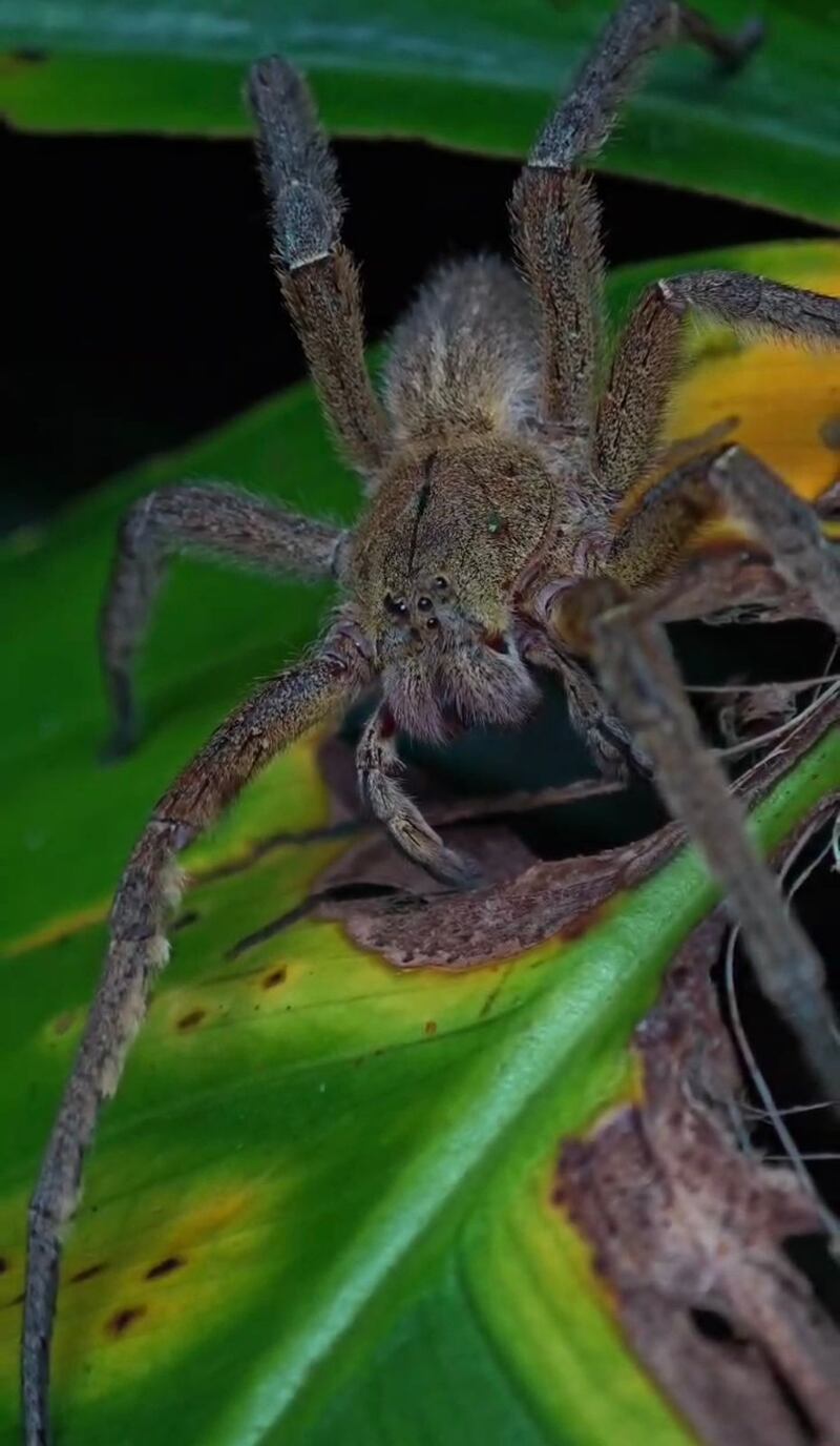 Araña bananera (Foto: @nuquiherping)