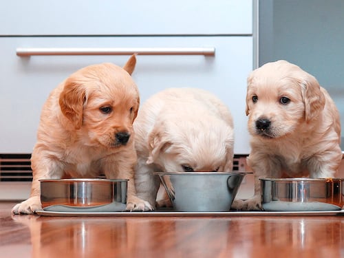 Alimentación de cachorros: mitos y verdades que pueden marcar su salud de por vida