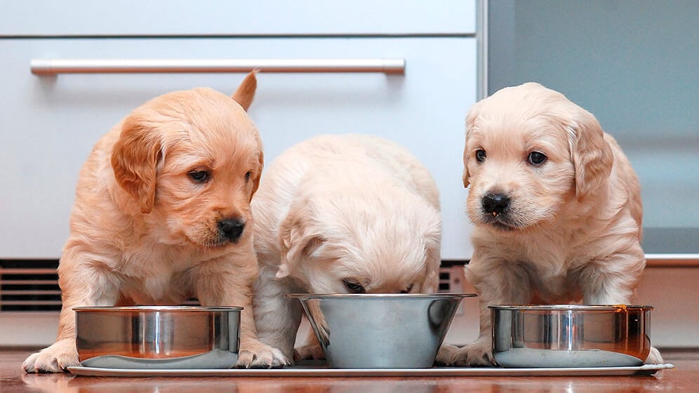 Cachorros