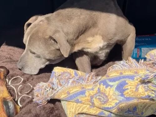 Emoción pura: Perrita se reencuentra con su dueña tras 12 años desaparecida