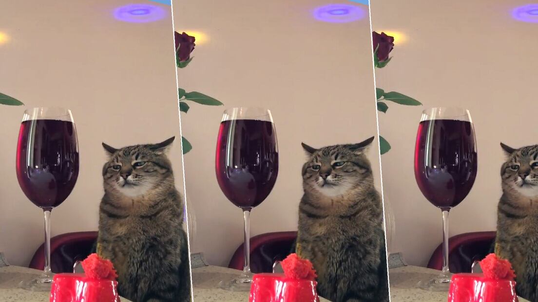 Stepan, el gato famoso de TikTok