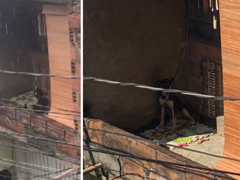 Denuncia: Perrito amarrado en un balcón día y noche
