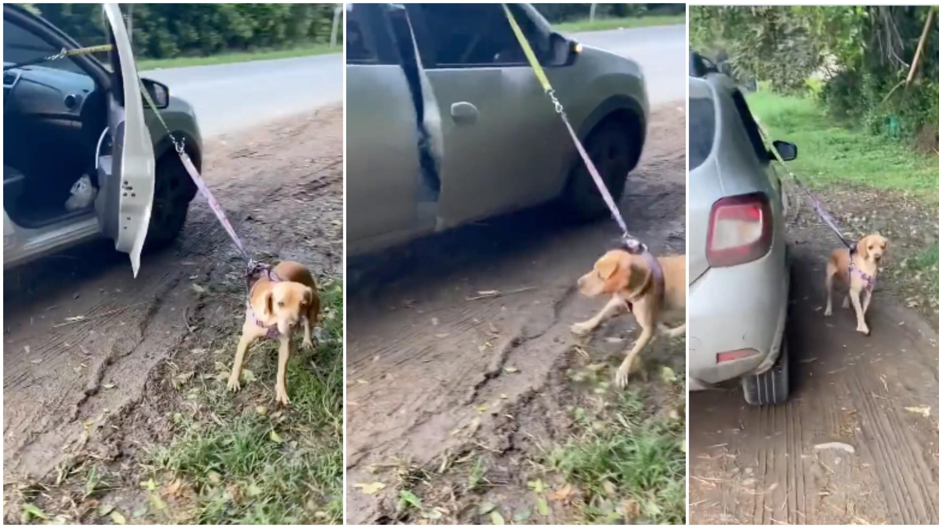 Ua mujer llevaba arrastrando a un perrito mientras conducía.
