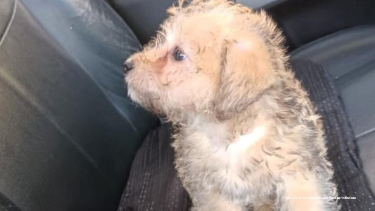 Mujer lanzó el perrito de su expareja porque no quiso volver con ella