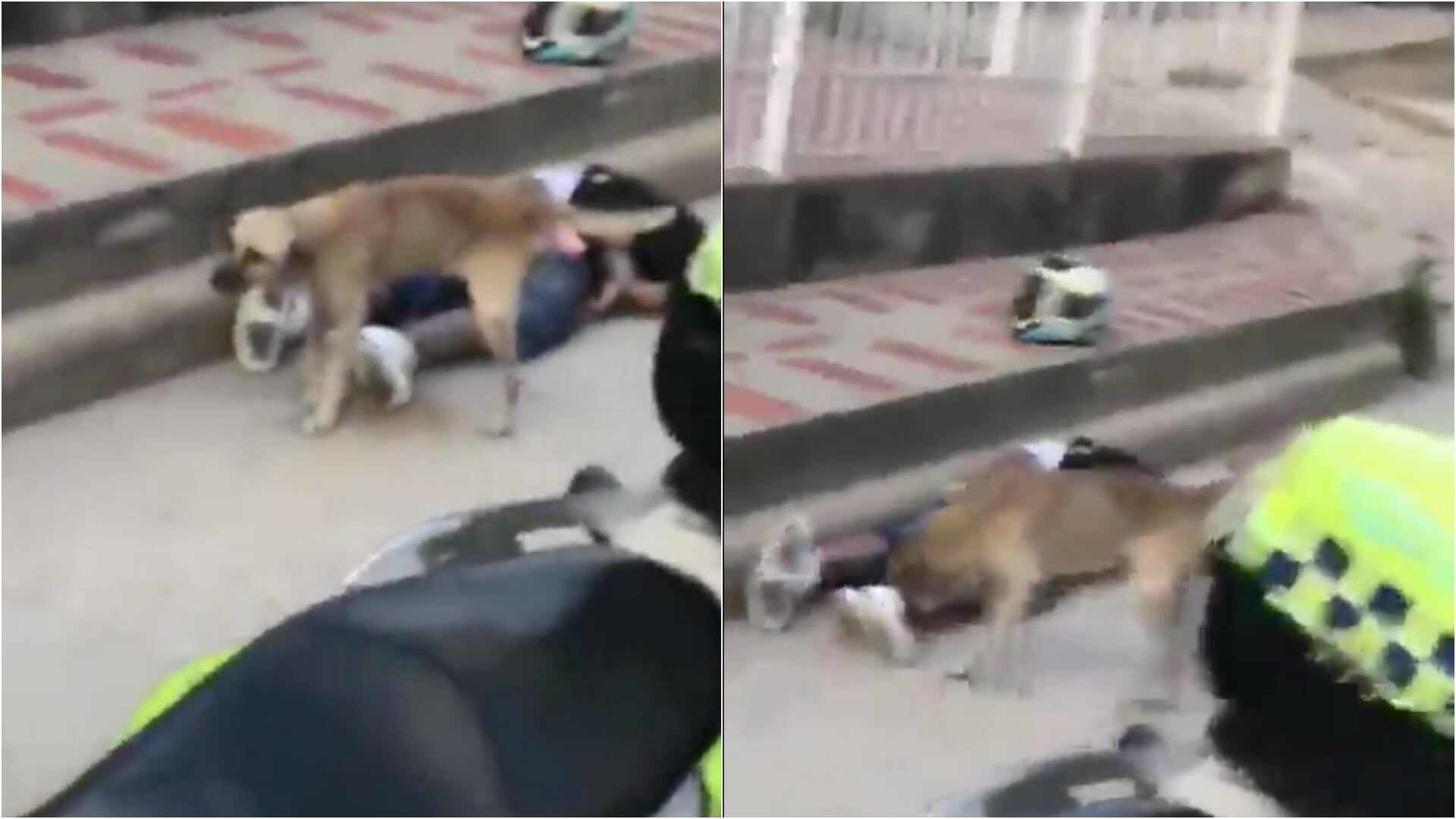 ¿Debería ser policía? Perrito se tomó la justicia por sí mismo y le dio “su merecido” a ladrón en Barranquilla (Redes sociales)