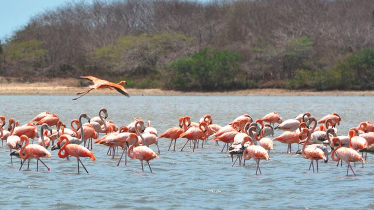 Foto de Camarones lanza ruta turística comunitaria que impulsa el desarrollo en La Guajira.