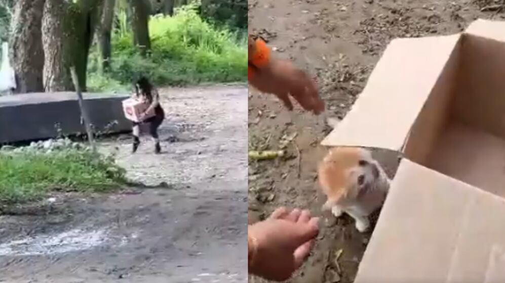 Mujer abandonó a gatitos a la orilla de un río