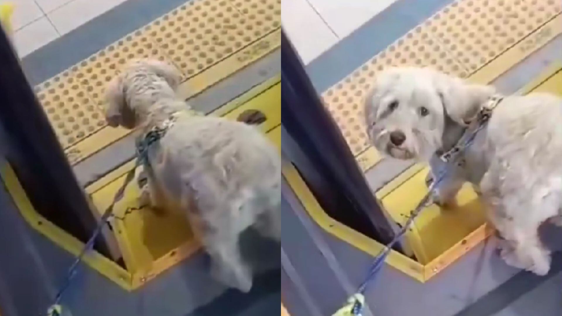 Los dueños amarraron al perrito al bus.