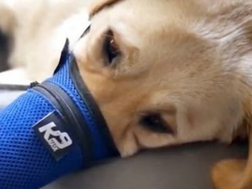 En China colocan mascarillas a los perros para protegerlos del coronavirus y las ventas se incrementan