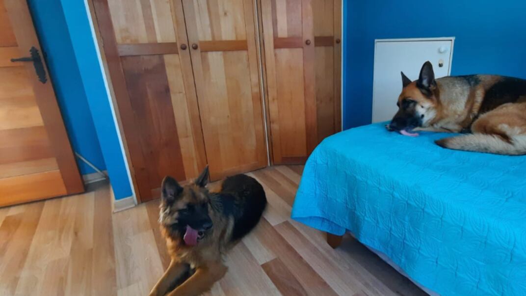 Dos pastoras alemanas robadas en un auto