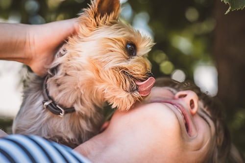 Conozca las razones por las que debe evitar los lamidos de su perro en la cara