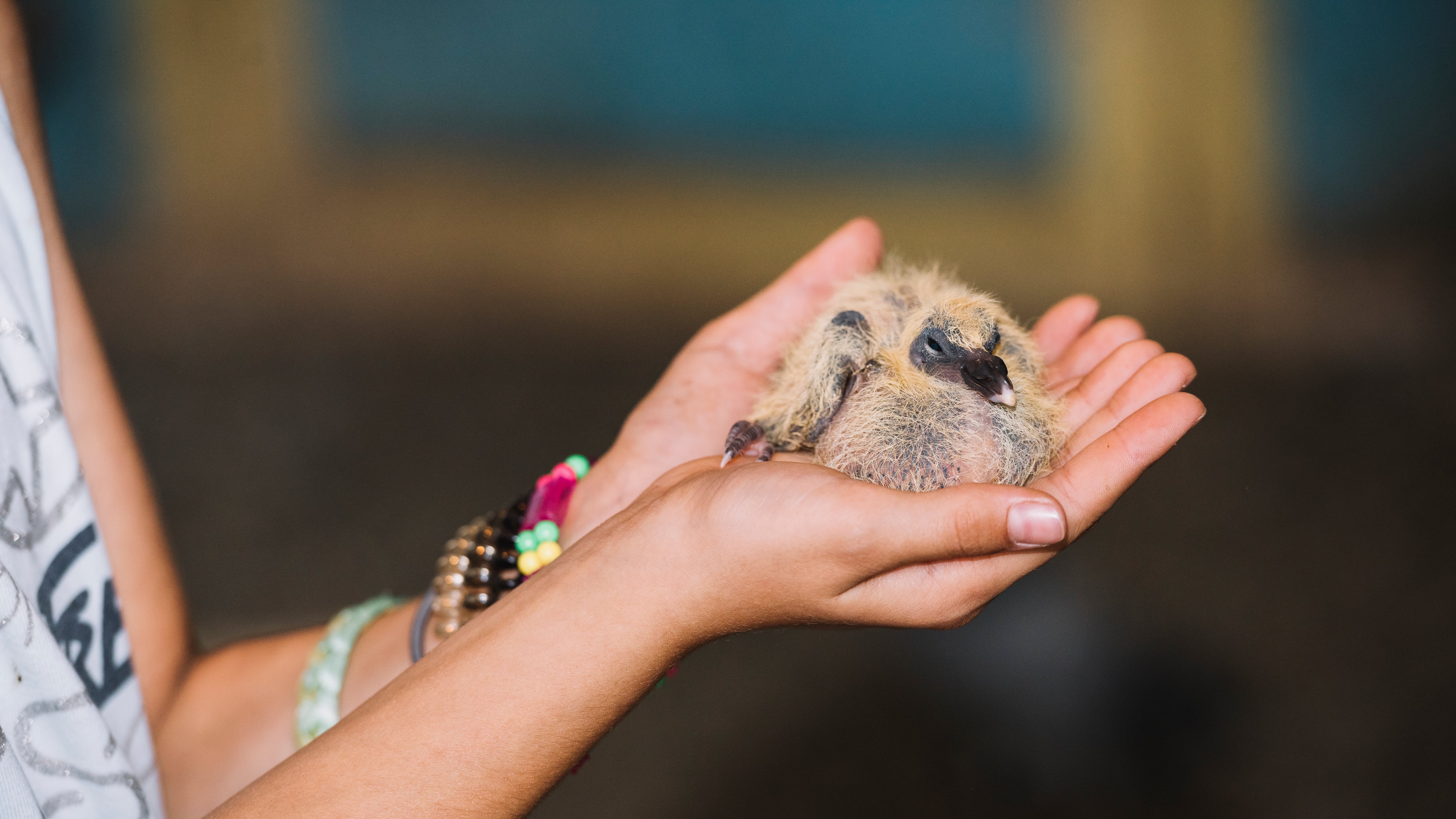 Los animales desde su nacimiento gozan de derechos que garanticen su bienestar en el mundo.