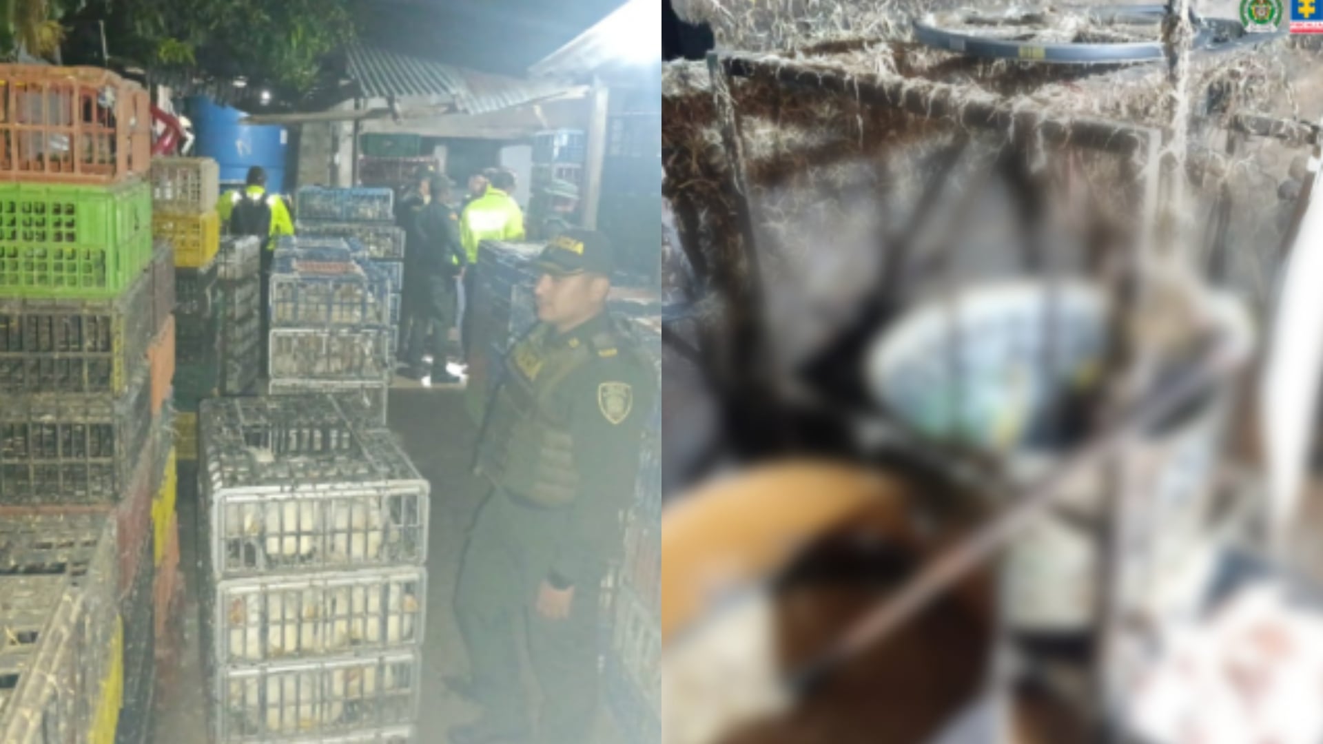 Centro ilegal de sacrificio de pollos en Cúcuta.