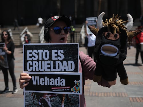 Colectivos animalistas se manifestaron a favor de la ley que prohíbe las corridas de toros en Colombia