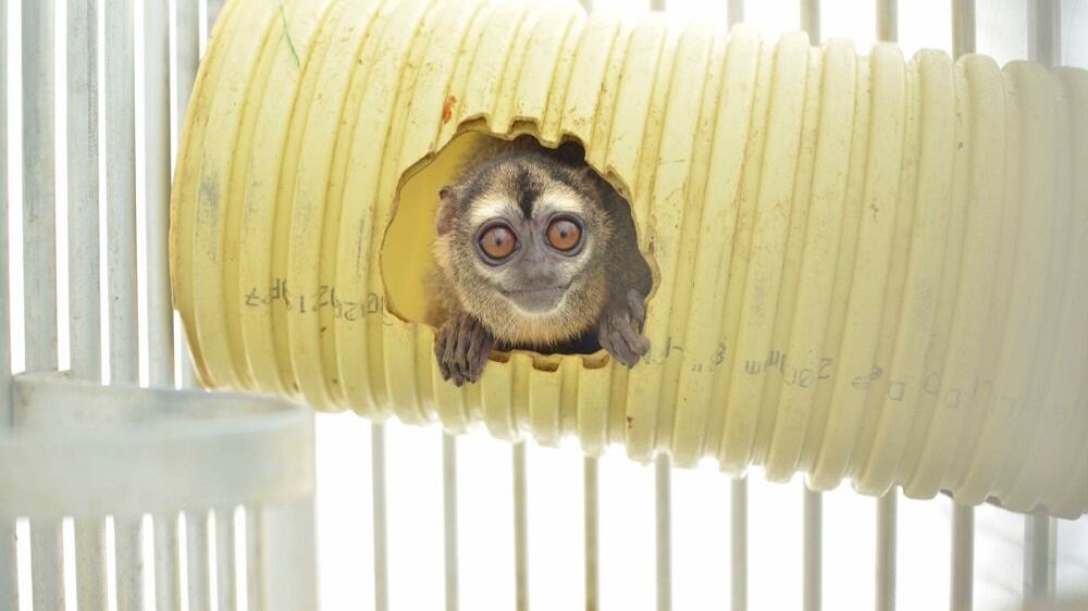 Rescatan a 108 monos que sometían a experimentos en Colombia.