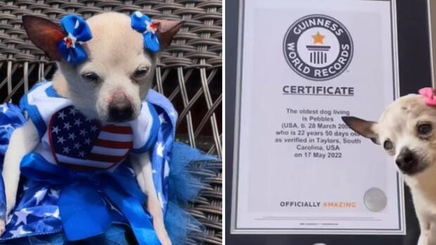 Murió la perrita más longeva del mundo