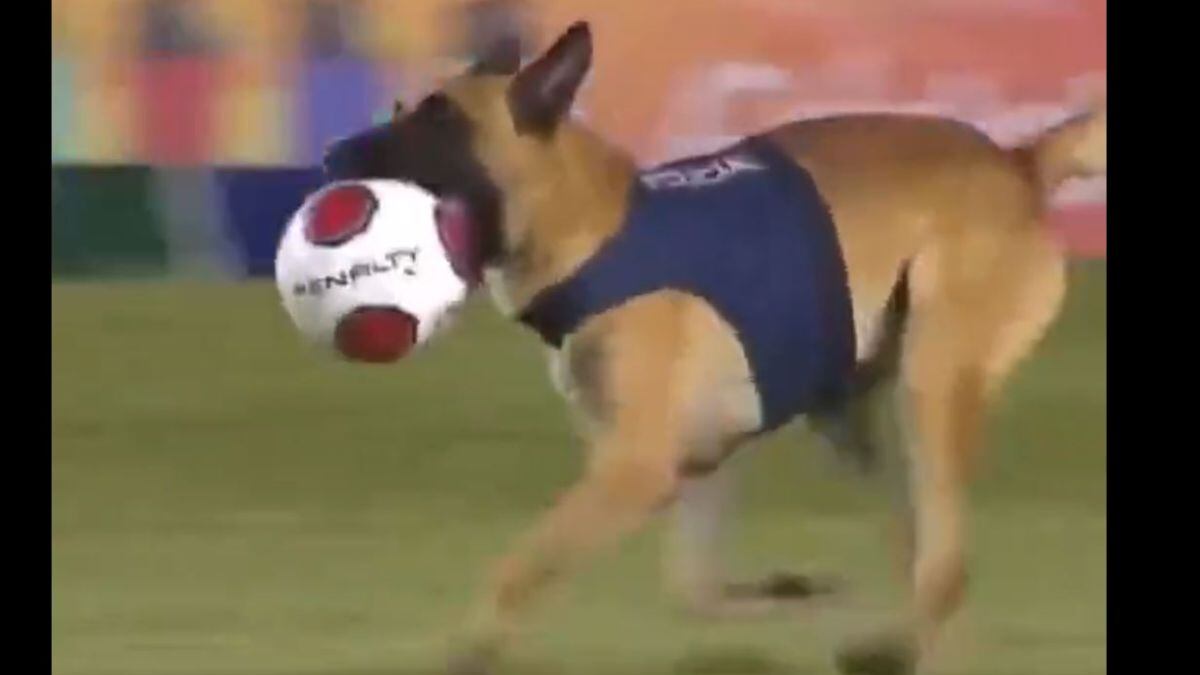 Alto ahí señores: perro policía irrumpió en plena final y ‘decomisó’ el balón