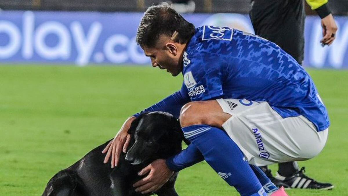 ¡Guau! Millonarios fue sancionado por culpa del perro que se metió al Campín