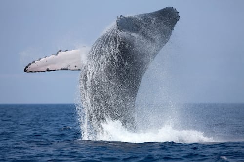 Cinco razones para no perderse la temporada de avistamiento de ballenas