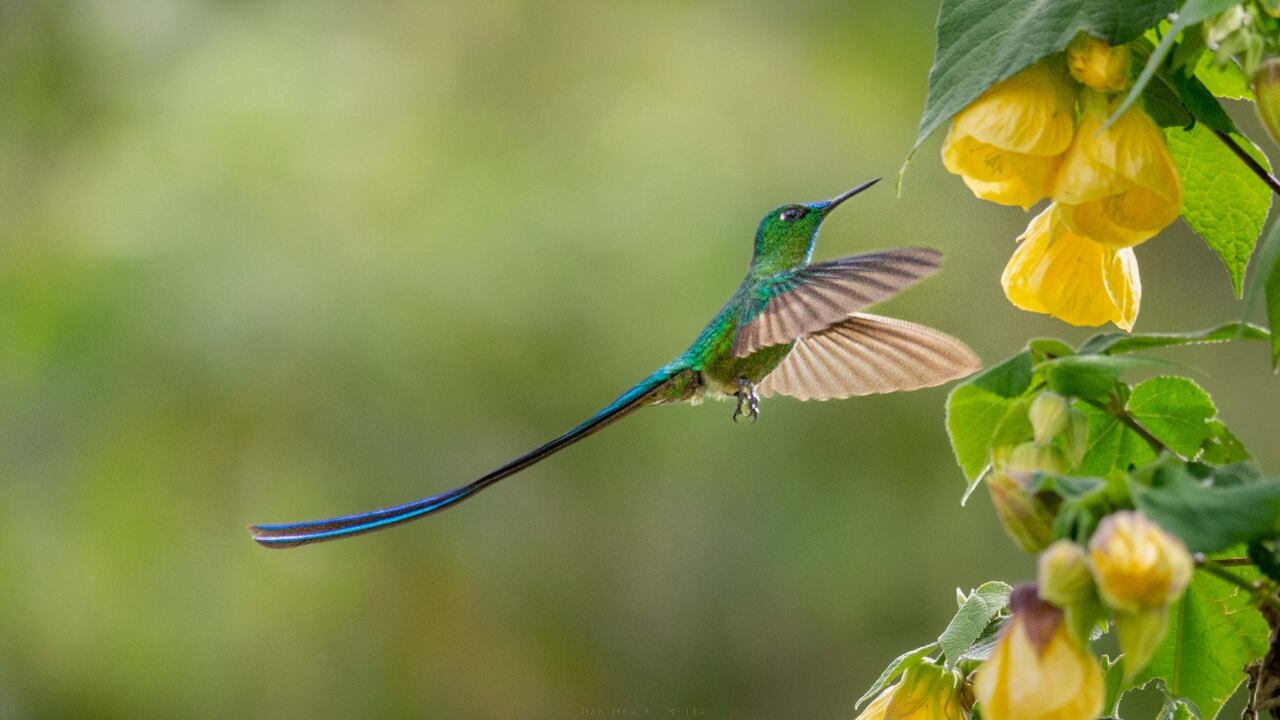 Foto “Los bancos de hábitat son una alternativa real para conservar la biodiversidad en Colombia”.