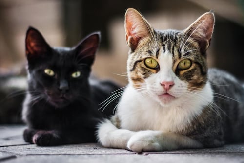 Descubriendo la psicología felina: Aspectos de la personalidad de los gatos