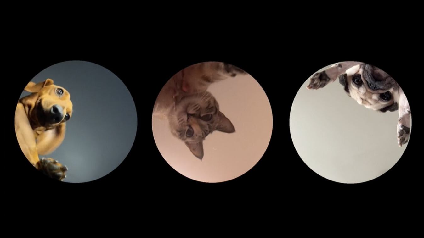 Las redes sociales se han inundado con diversas mascotas haciendo el trend viral de “Pedro” y el mapache y así lo puede hacer.