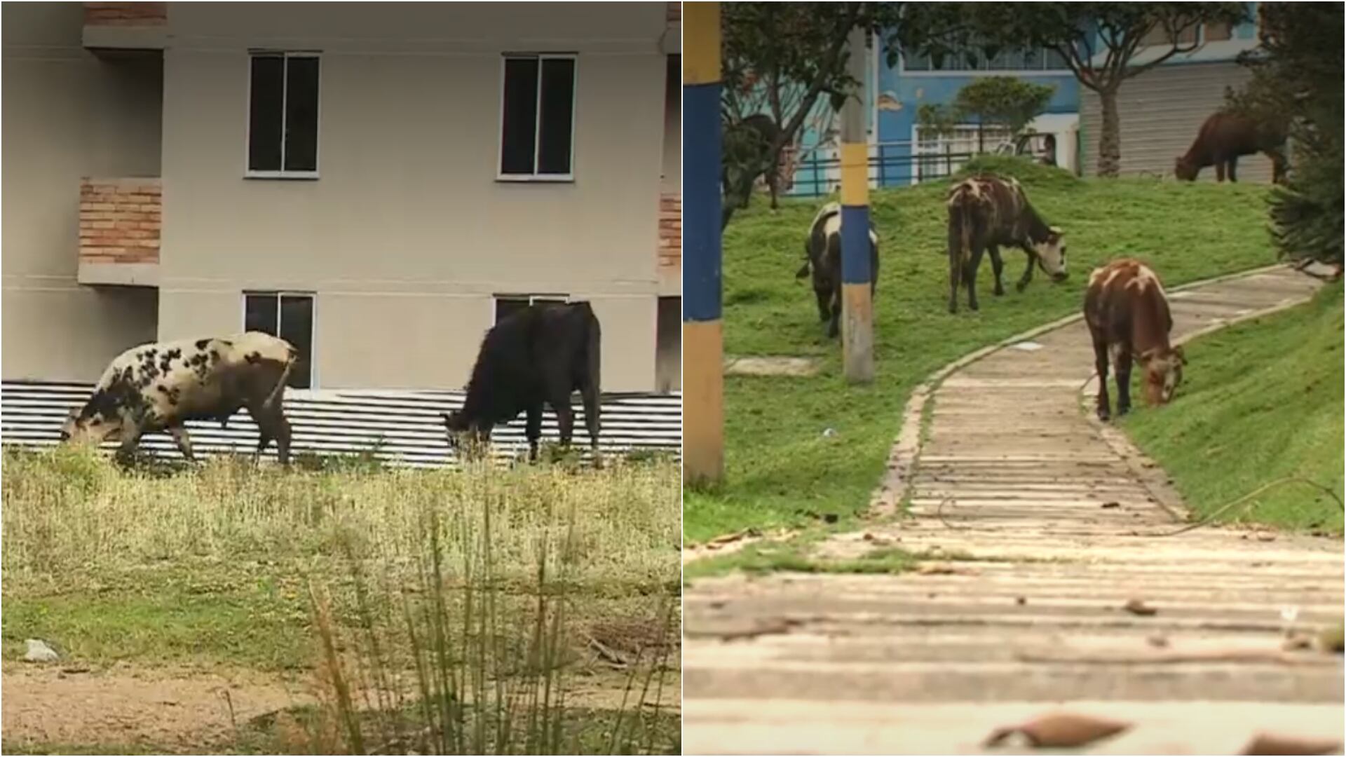 29 vacas viven al interior de una vivienda en Bogotá (Captura de pantalla de Noticias Caracol)